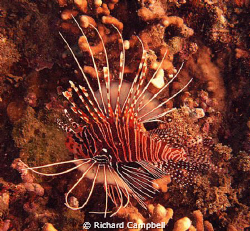 flying lion..sealife DC1000.. by Richard Campbell 